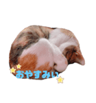 ユズモモとムム（個別スタンプ：2）