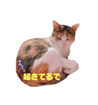 ユズモモとムム（個別スタンプ：4）