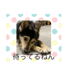 可愛い保護犬ズーくん（個別スタンプ：1）