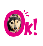 可愛い保護犬ズーくん（個別スタンプ：4）