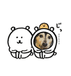 可愛い保護犬ズーくん（個別スタンプ：5）