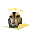 可愛い保護犬ズーくん（個別スタンプ：6）