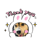 可愛い保護犬ズーくん（個別スタンプ：8）