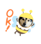 可愛い保護犬ズーくん（個別スタンプ：9）