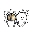 可愛い保護犬ズーくん（個別スタンプ：10）