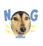 可愛い保護犬ズーくん（個別スタンプ：12）