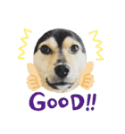 可愛い保護犬ズーくん（個別スタンプ：13）