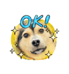 可愛い保護犬ズーくん（個別スタンプ：14）