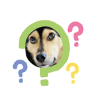 可愛い保護犬ズーくん（個別スタンプ：15）