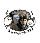 可愛い保護犬ズーくん（個別スタンプ：18）