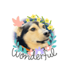 可愛い保護犬ズーくん（個別スタンプ：19）