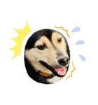 可愛い保護犬ズーくん（個別スタンプ：20）