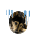可愛い保護犬ズーくん（個別スタンプ：23）