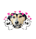 可愛い保護犬ズーくん（個別スタンプ：24）