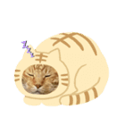 茶トラのきーちゃん（個別スタンプ：3）