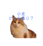 小梅＆小麦の会話用（個別スタンプ：7）