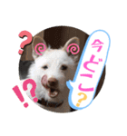 ドンとアーロ その4（個別スタンプ：8）