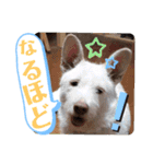 ドンとアーロ その4（個別スタンプ：14）
