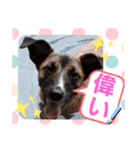 ドンとアーロ その4（個別スタンプ：15）