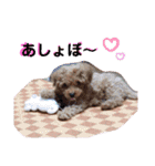 ららちゃん☆☆（個別スタンプ：36）