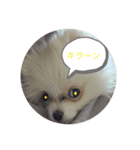ポメラニアンのはなちゃんぽめぽめ2（個別スタンプ：1）