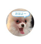 ポメラニアンのはなちゃんぽめぽめ2（個別スタンプ：3）