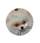 ポメラニアンのはなちゃんぽめぽめ2（個別スタンプ：4）