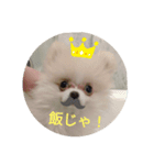 ポメラニアンのはなちゃんぽめぽめ2（個別スタンプ：6）
