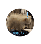 ポメラニアンのはなちゃんぽめぽめ2（個別スタンプ：7）
