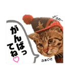 キジトラねこの茶々（3）（個別スタンプ：3）