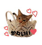 キジトラねこの茶々（3）（個別スタンプ：5）