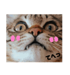 キジトラねこの茶々（3）（個別スタンプ：7）