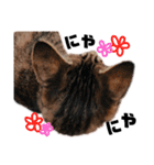 キジトラねこの茶々（3）（個別スタンプ：10）