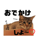キジトラねこの茶々（3）（個別スタンプ：12）