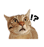 キジトラねこの茶々（3）（個別スタンプ：13）