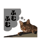 キジトラねこの茶々（3）（個別スタンプ：14）