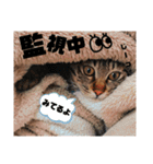 キジトラねこの茶々（3）（個別スタンプ：15）