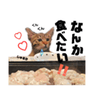 キジトラねこの茶々（3）（個別スタンプ：16）