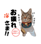 キジトラねこの茶々（3）（個別スタンプ：17）