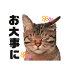 キジトラねこの茶々（3）（個別スタンプ：18）