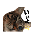 キジトラねこの茶々（3）（個別スタンプ：25）