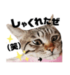 キジトラねこの茶々（3）（個別スタンプ：28）