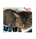キジトラねこの茶々（3）（個別スタンプ：31）