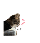ムギちゃんと仲間たち（個別スタンプ：1）