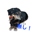 愛犬あいすのスタンプvol.1（個別スタンプ：2）