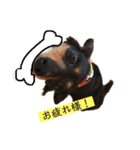 愛犬あいすのスタンプvol.1（個別スタンプ：3）