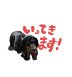 愛犬あいすのスタンプvol.1（個別スタンプ：4）