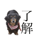 愛犬あいすのスタンプvol.1（個別スタンプ：8）
