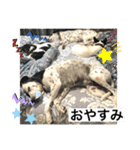 楽園と黒白（個別スタンプ：15）