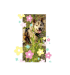 わんこは裏切らない2（個別スタンプ：5）